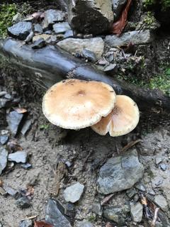 Amanita Phalloides